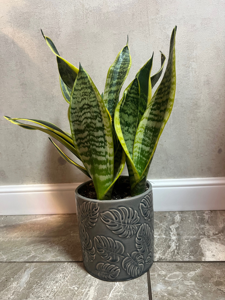 Сансевиерия Вариегатный, 12 дм, 1 шт - купить по выгодной цене в ...