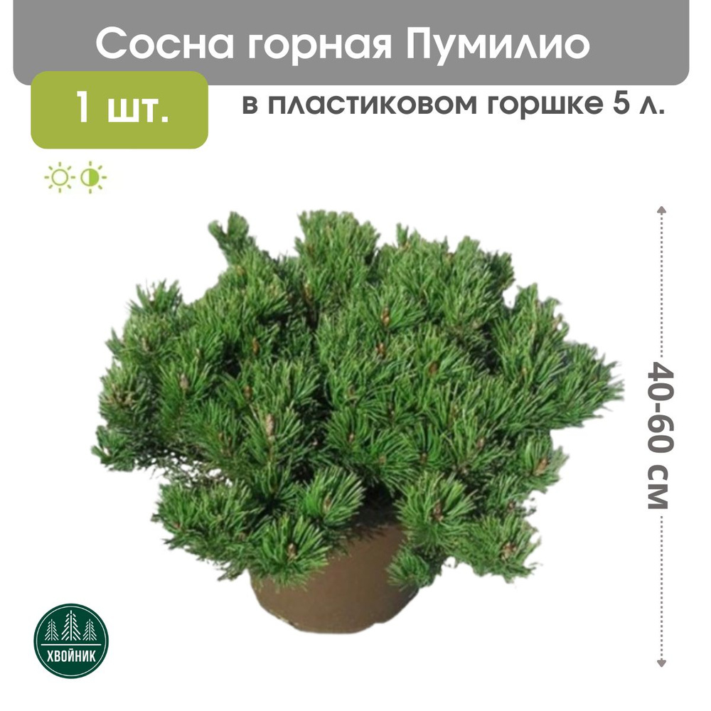 Сосна горная Пумилио 40-60 см в пластиковом горшке 5 л, саженец ...