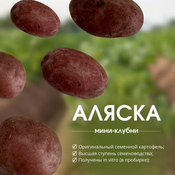 Картофель Семенной Чароит – купить на OZON по низкой цене