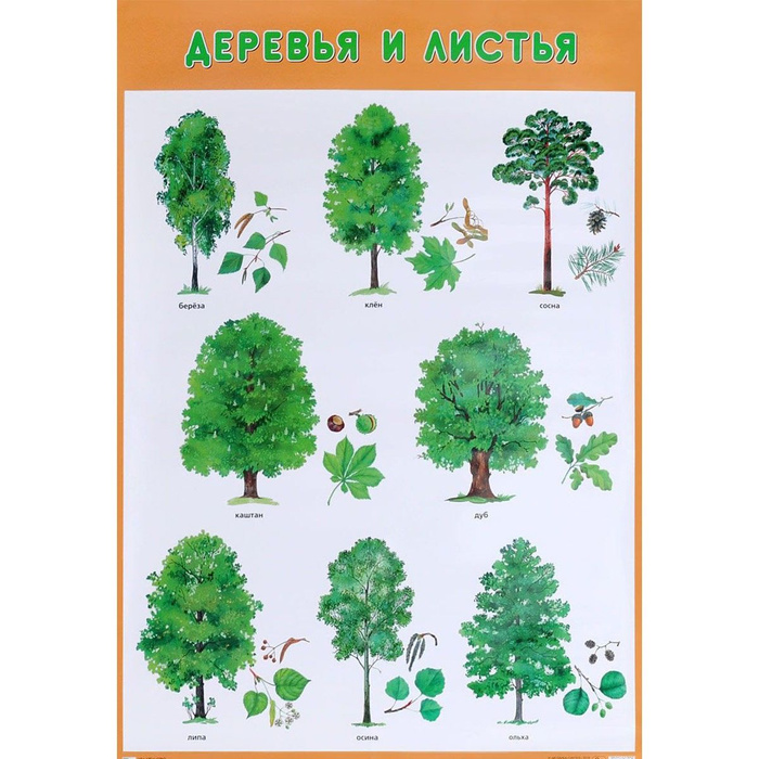 Виды деревьев. Лиственные деревья. Лиственные деревья для детей. Лиственные деревья для дошкольников. Лиственные деревья названия.