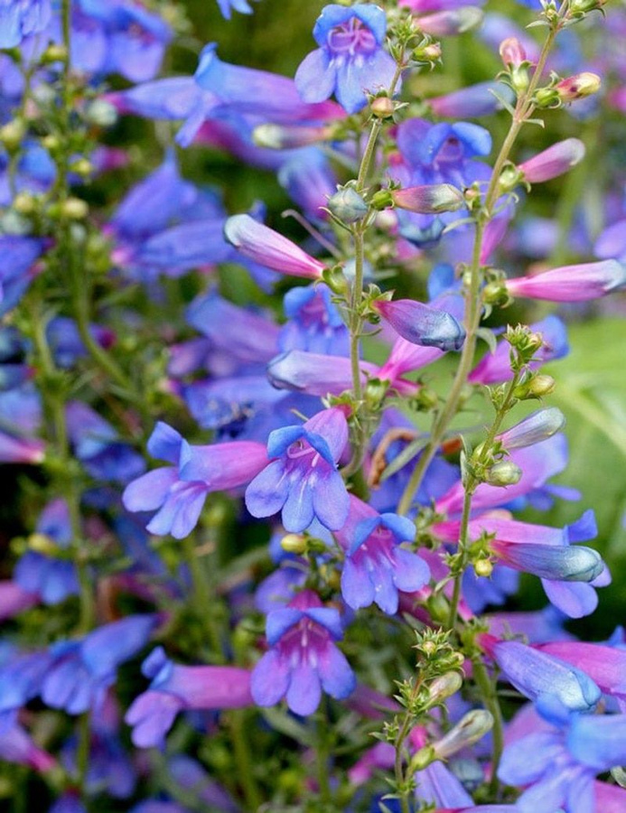 Пенстемон светло розовый Многолетняя рассада.. Декоративноцветущие луковицы, рас