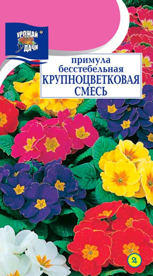 Примула характеристика. Семена примула крупноцветная. Как выглядят семена бесстебельной примулы.