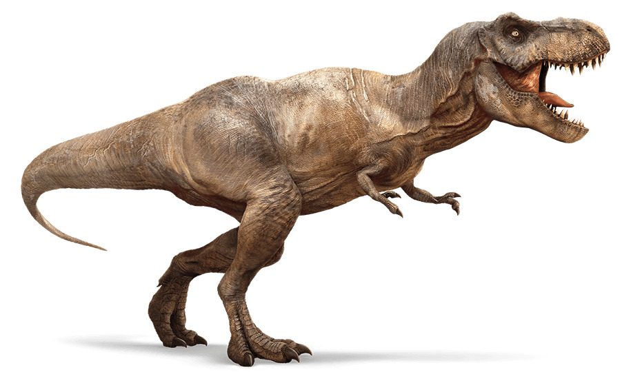 t rex boxer net worth