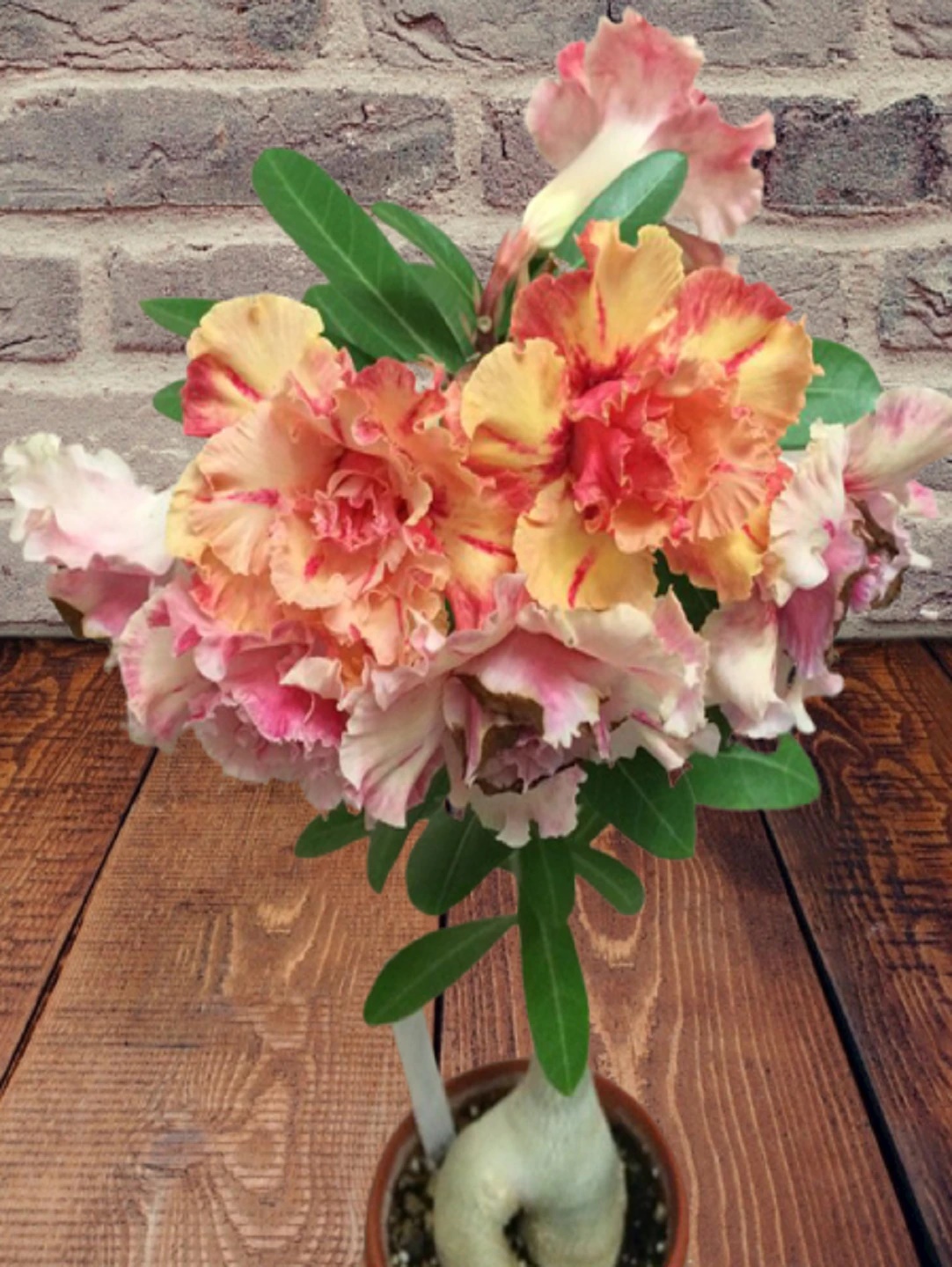 Алғашқы секс туралы әңгімелер