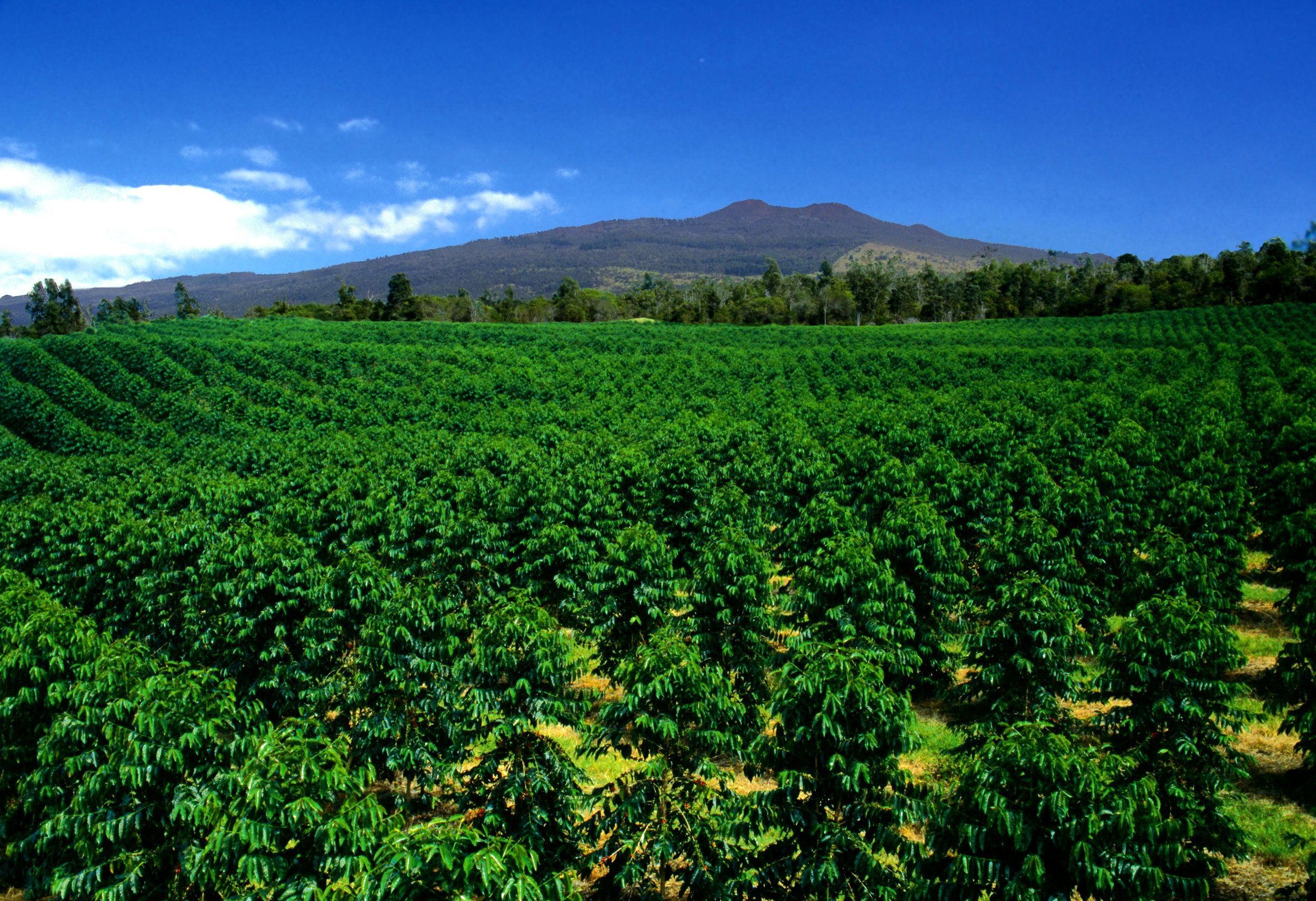 Кофе в зернах 1 кг Эфиопия Акация ETHIOPIA ACACIA Frumentum Specialty ...
