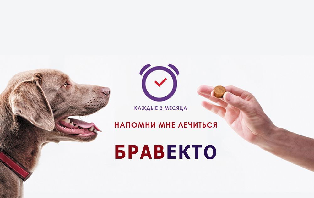 Бравекто таблетки от клещей и блох, для собак от 4,5 до 10 кг, 1 ...