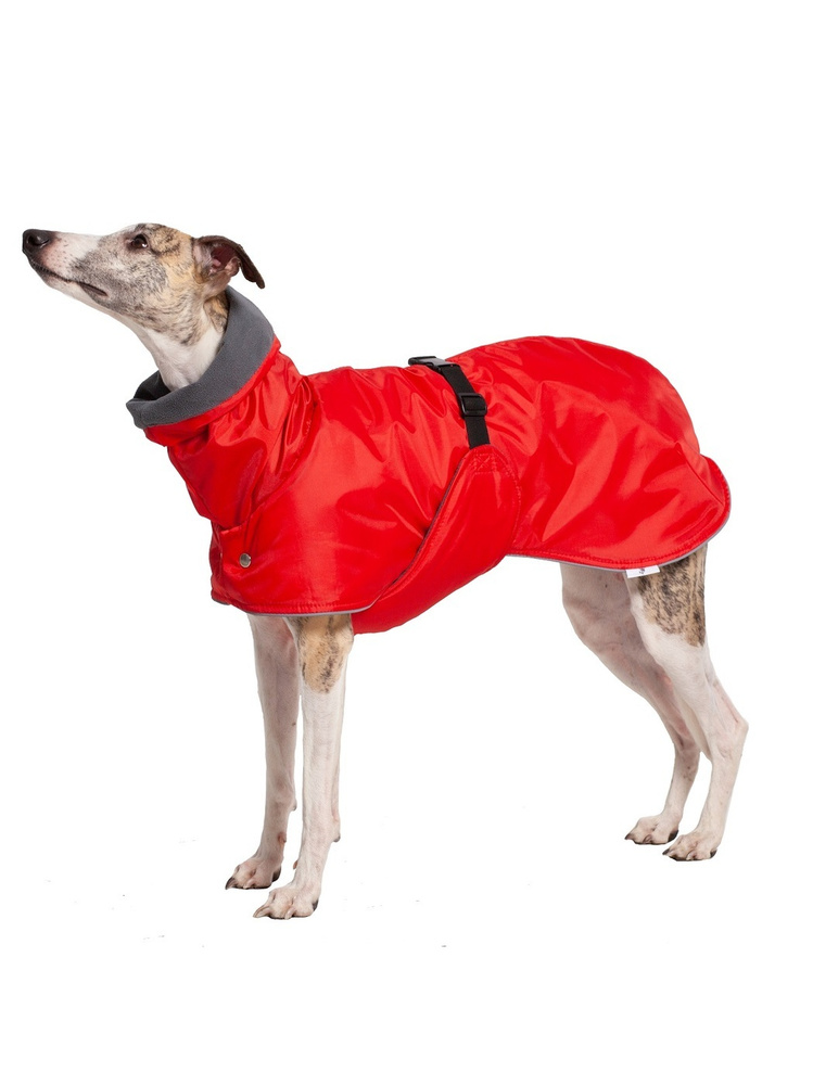 Попона для Уиппетов Монморанси, цвет: красный/серый,размер М1. Попона для  собак породы уиппет. - купить с доставкой по выгодным ценам в  интернет-магазине OZON (225676331)