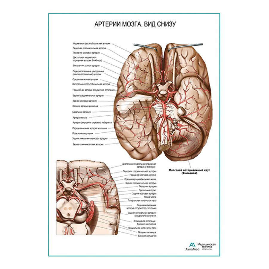 Артерии мозга. Вид снизу (анатомия человека) плакат глянцевый А2+, плотная фотобумага от 200г/м2  #1