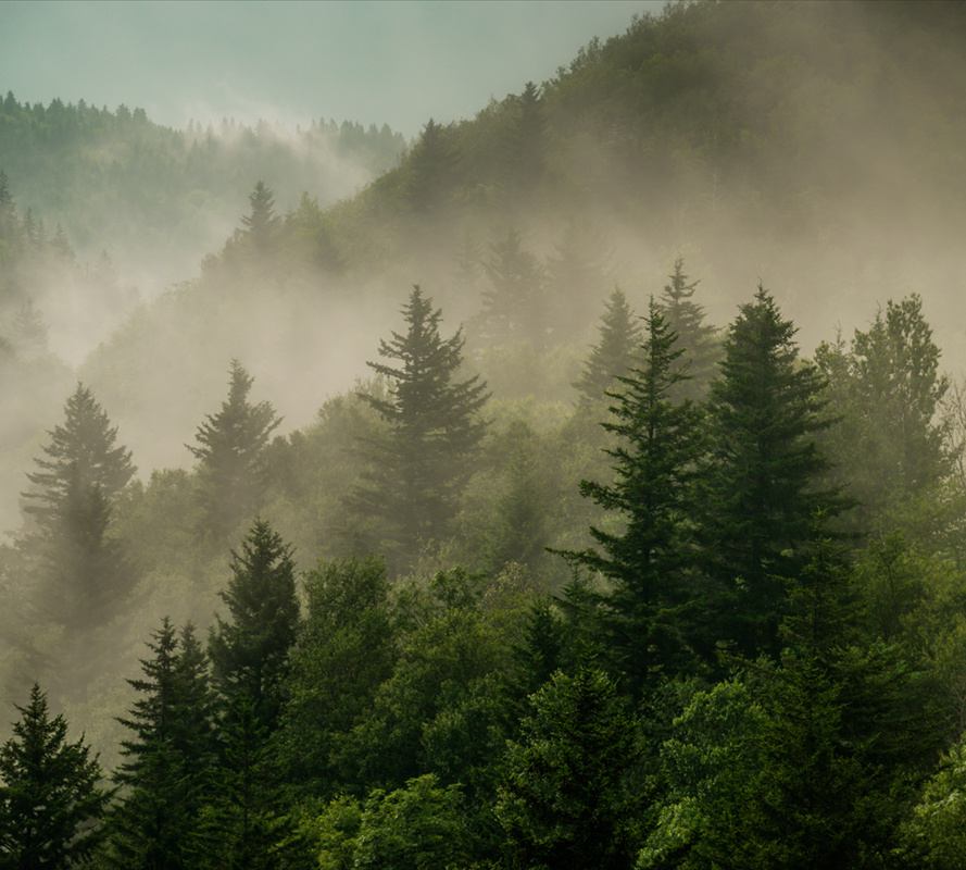 Фотообои GrandPik 2073 "Горный лес в тумане" (ШхВ), 300х270 см #1