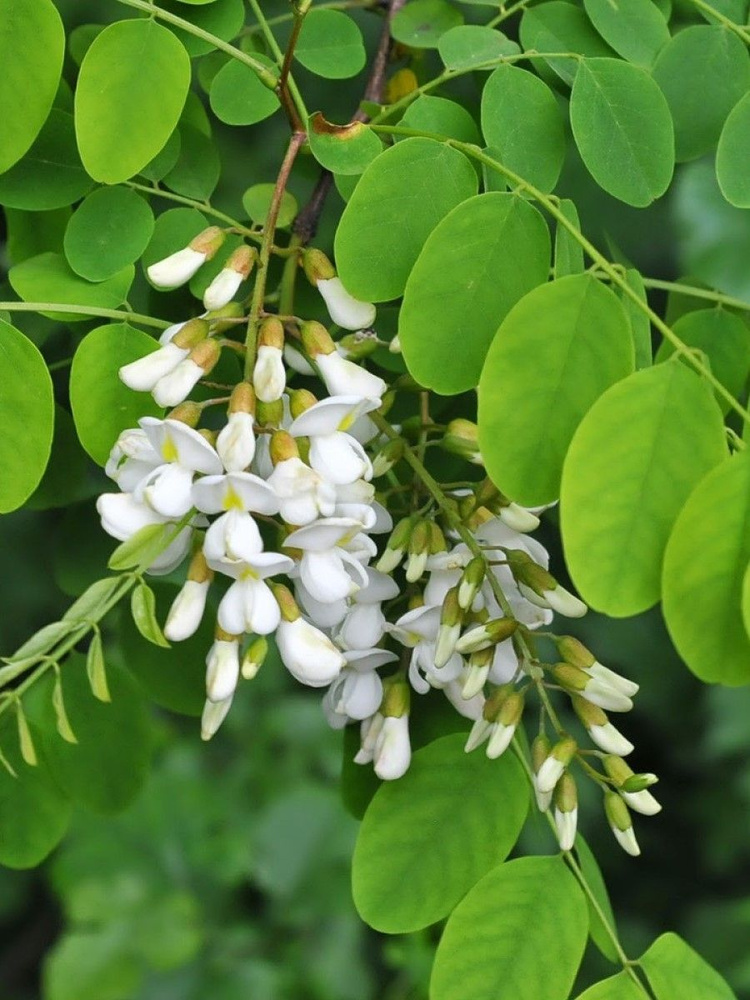 Семена Акация белая (Robinia pseudoacacia), 20 штук #1