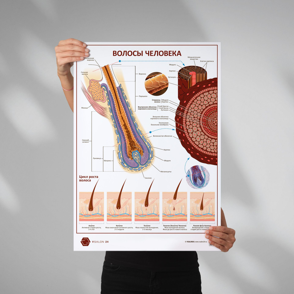 Плакат Волосы человека. В кабинет косметолога в формате А1 (84 х 60 см) -  купить с доставкой по выгодным ценам в интернет-магазине OZON (785279466)