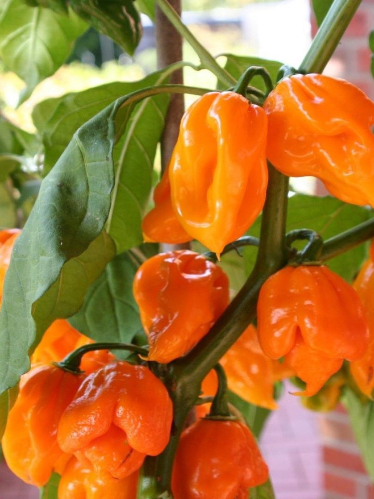 Семена Острый перец Trinidad scorpion orange (Тринидад скорпион оранжевый), 5 штук  #1