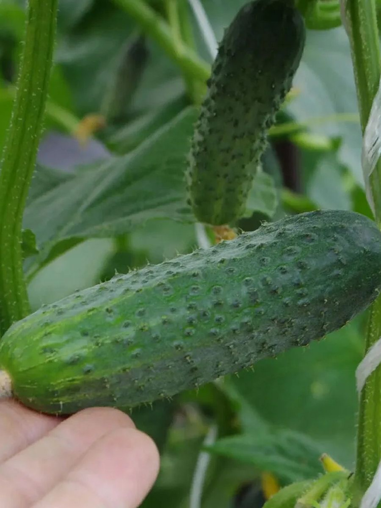 Аякс F1 семена огурца среднераннего, 10 шт. (Nunhems / ALEXAGRO). Высокоурожайный, пчелоопыляемый гибрид #1