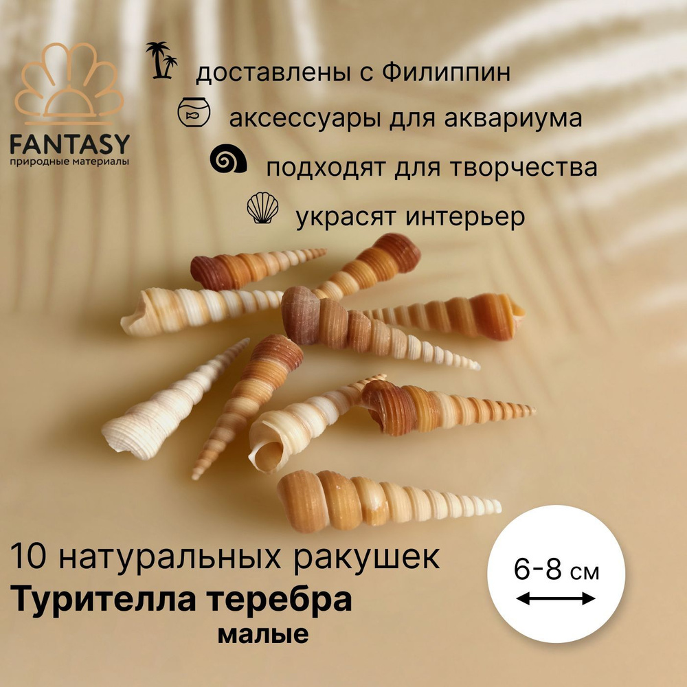 Натуральная морская ракушка FANTASY Турителла теребра малая, 10 шт., 6-8 см