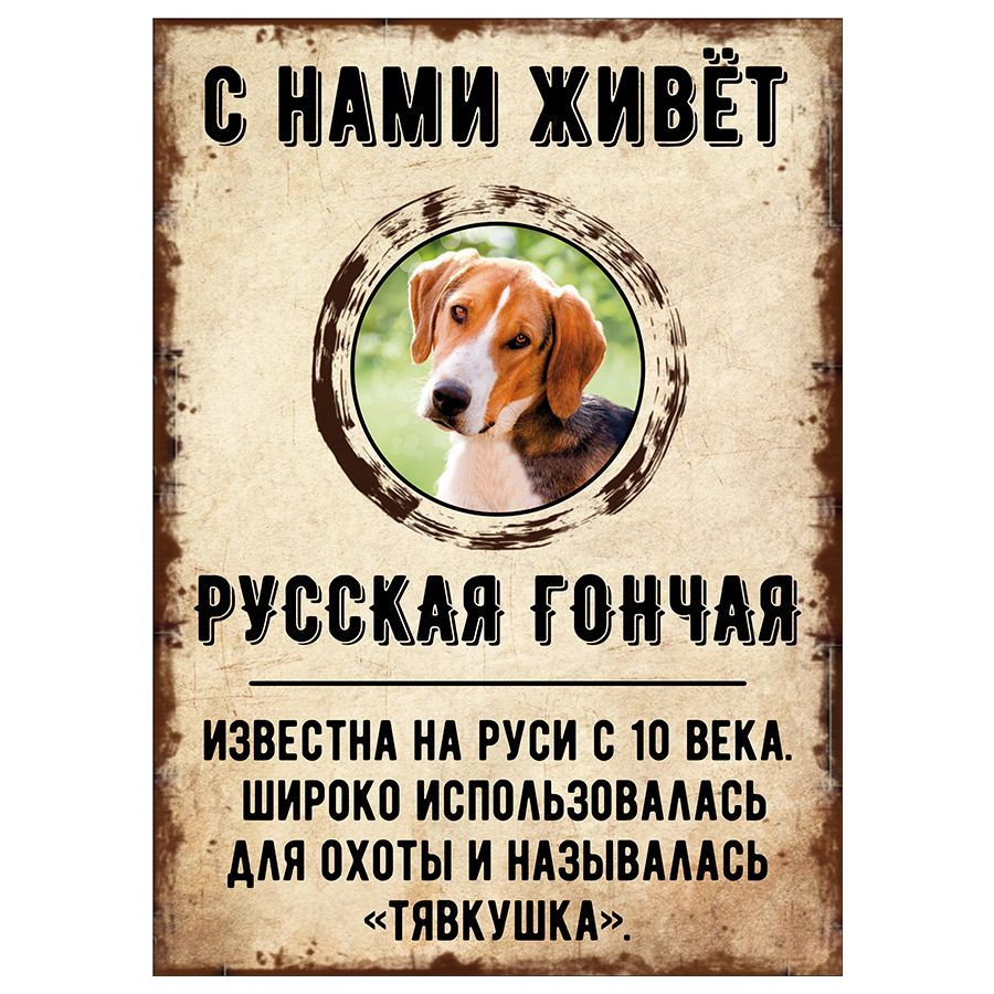 Табличка, декоративная, DANGER DOG, С нами живет Русская гончая, 18см х 25см