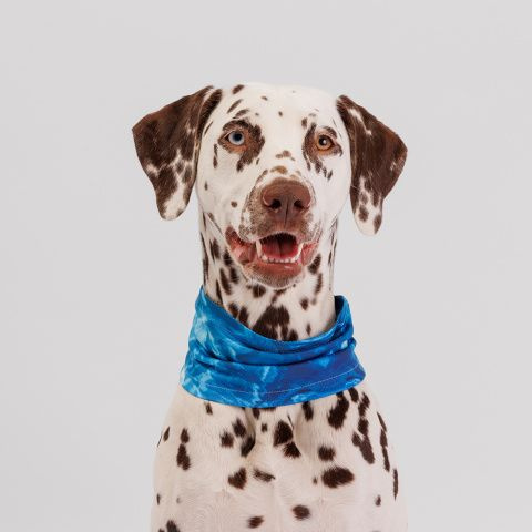 Rurri Ошейник-шарф охлаждающий для собак, L, голубой - купить с доставкой  по выгодным ценам в интернет-магазине OZON (1039344337)