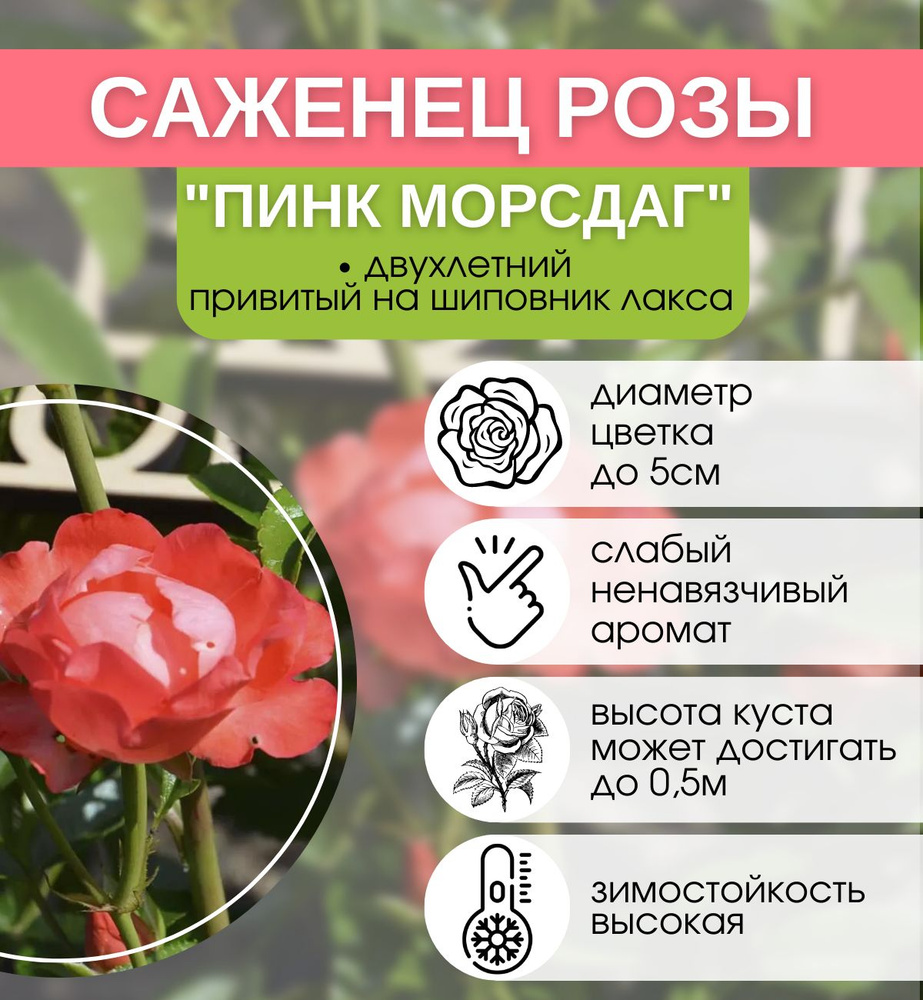 Саженцы Роза спрей Пинк Морсдаг - купить с доставкой по выгодным ценам ...