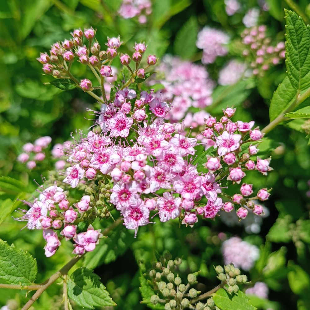 Спирея японская Литл Принцесс - купить с доставкой по выгодным ценам в ...