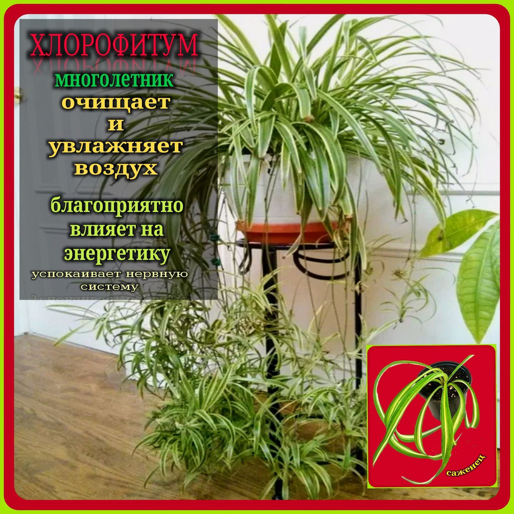 Хлорофитум кучерявый бонни многолетник (саженец) - купить с доставкой ...