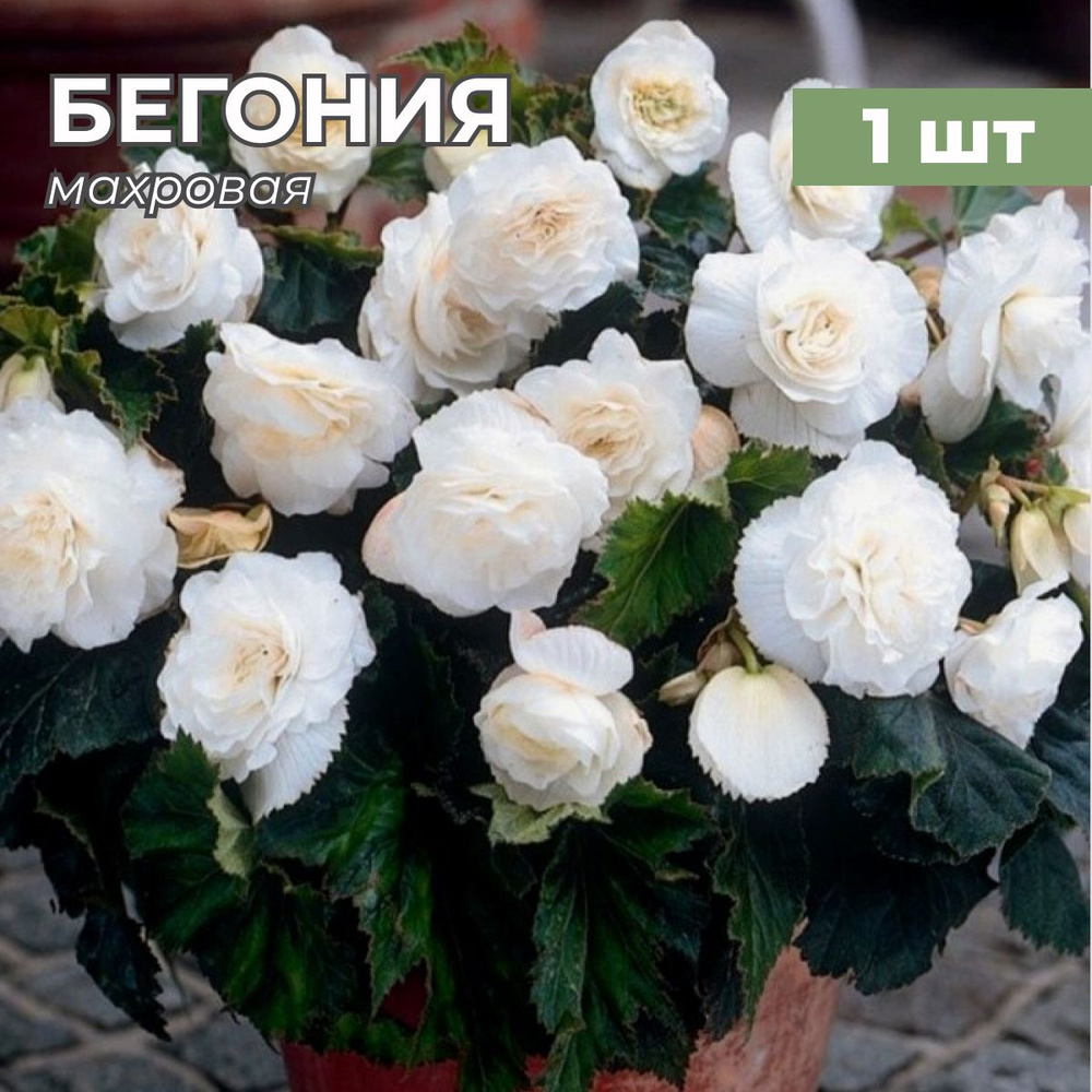 Бегония нон стоп описание сорта фото