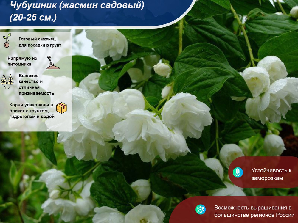 Саженец #1