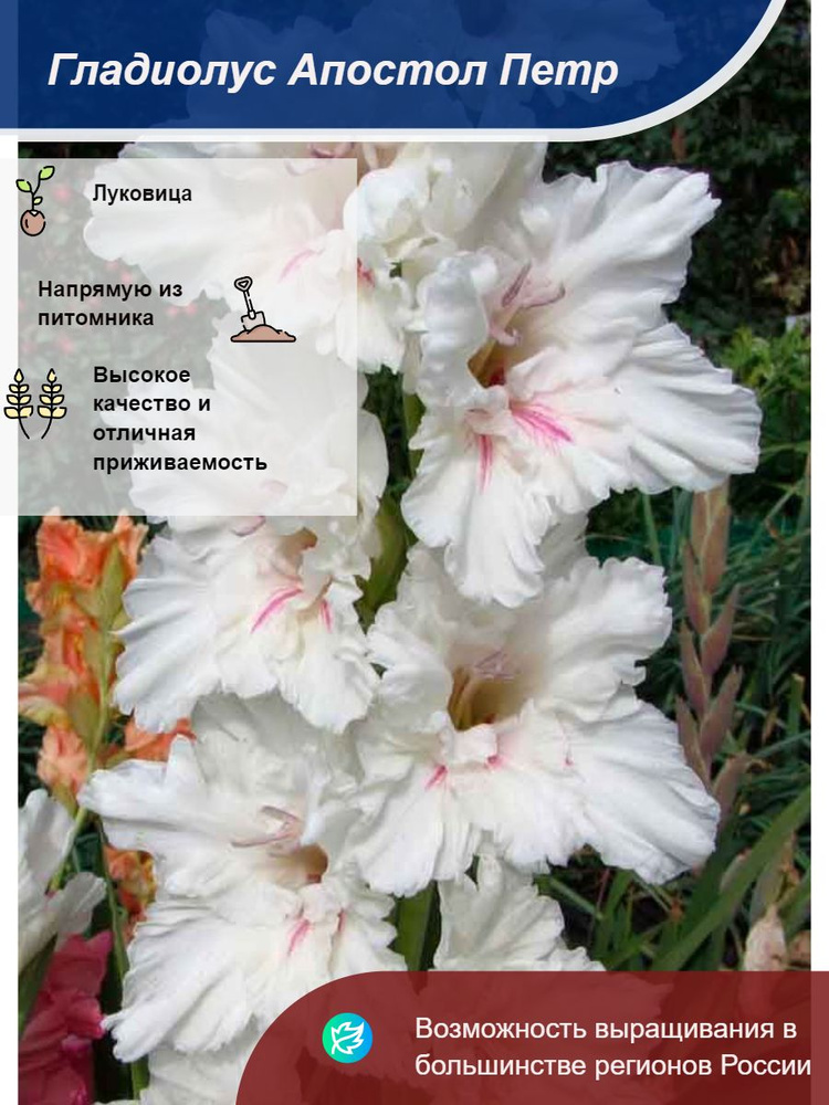 Саженец #1