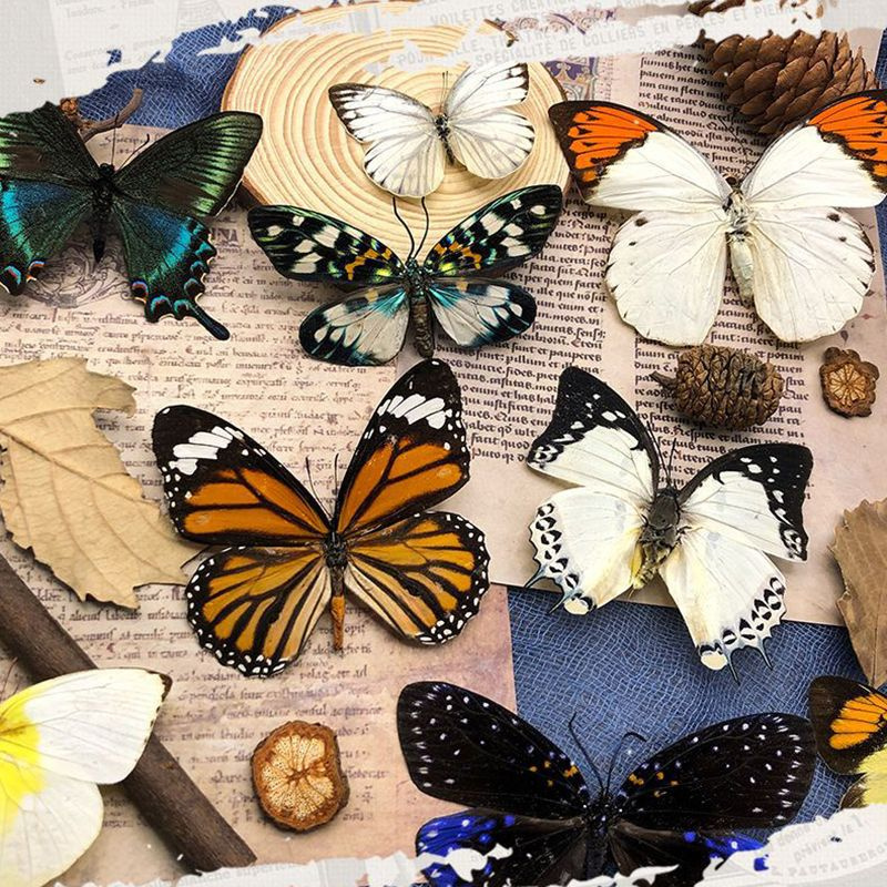 Настоящий образец бабочки в прозрачном боксе - купить с доставкой по ...