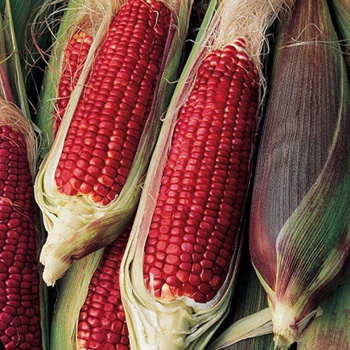 Семена Цветной Кукурузы – купить на OZON по низкой цене
