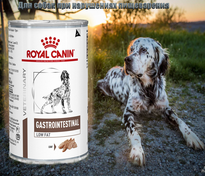 Royal canin low fat gastrointestinal. Роял Канин Лоу фэт паштет. Gastrointestinal паштет для собак. Low fat Gastrointestinal для собак. Farmina Gastrointestinal для собак влажный.