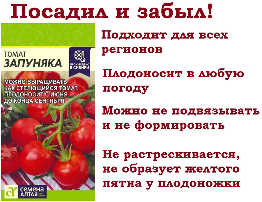 Томат стерлядь отзывы фото урожайность характеристика