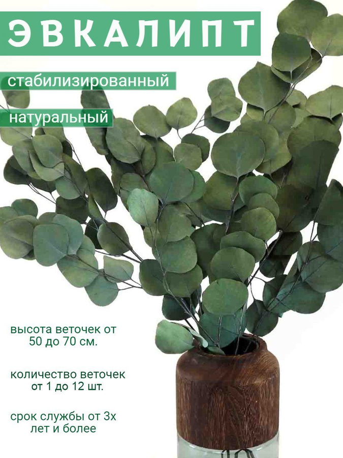Эвкалипт польза листьев. Стабилизированный эвкалипт. эвкалипт сухоцвет. листья эвкалипта стабилизированные. букет с эвкалиптом стабилизированным.