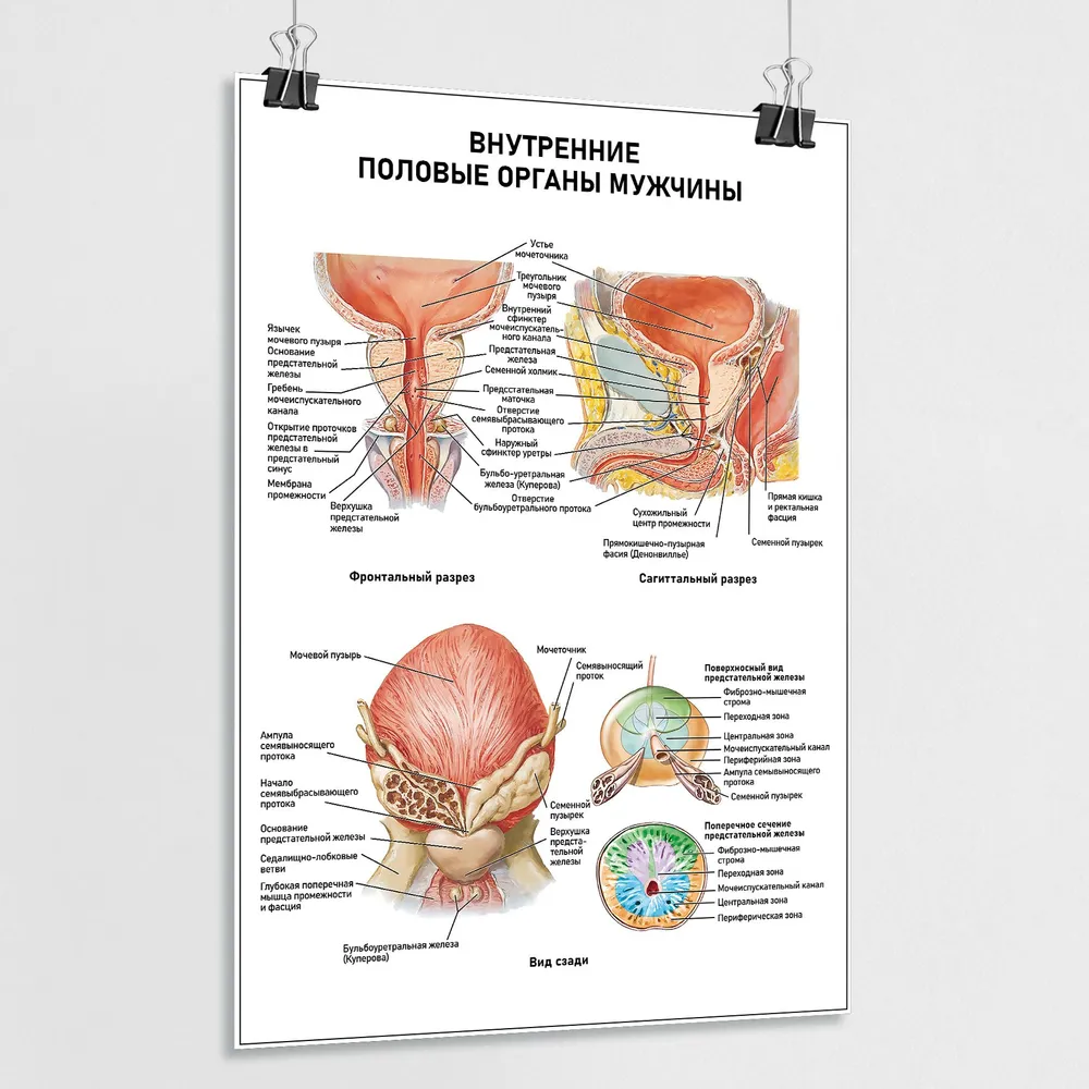 Что внутри полового члена. Плакат строение человека. Внутренние плакаты. Строение внутренних половых органов.