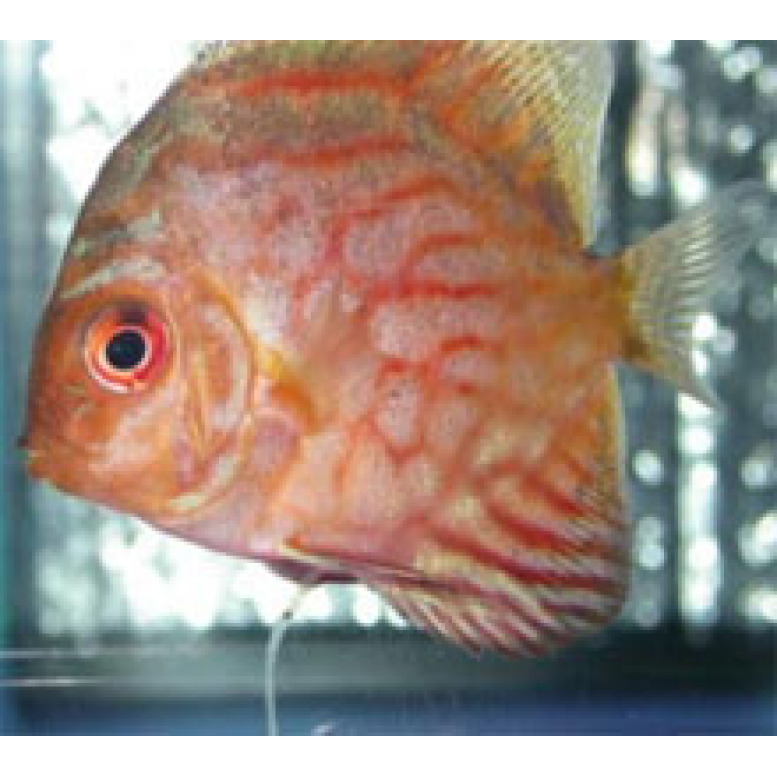 Болезнь №2: Заголовок 2