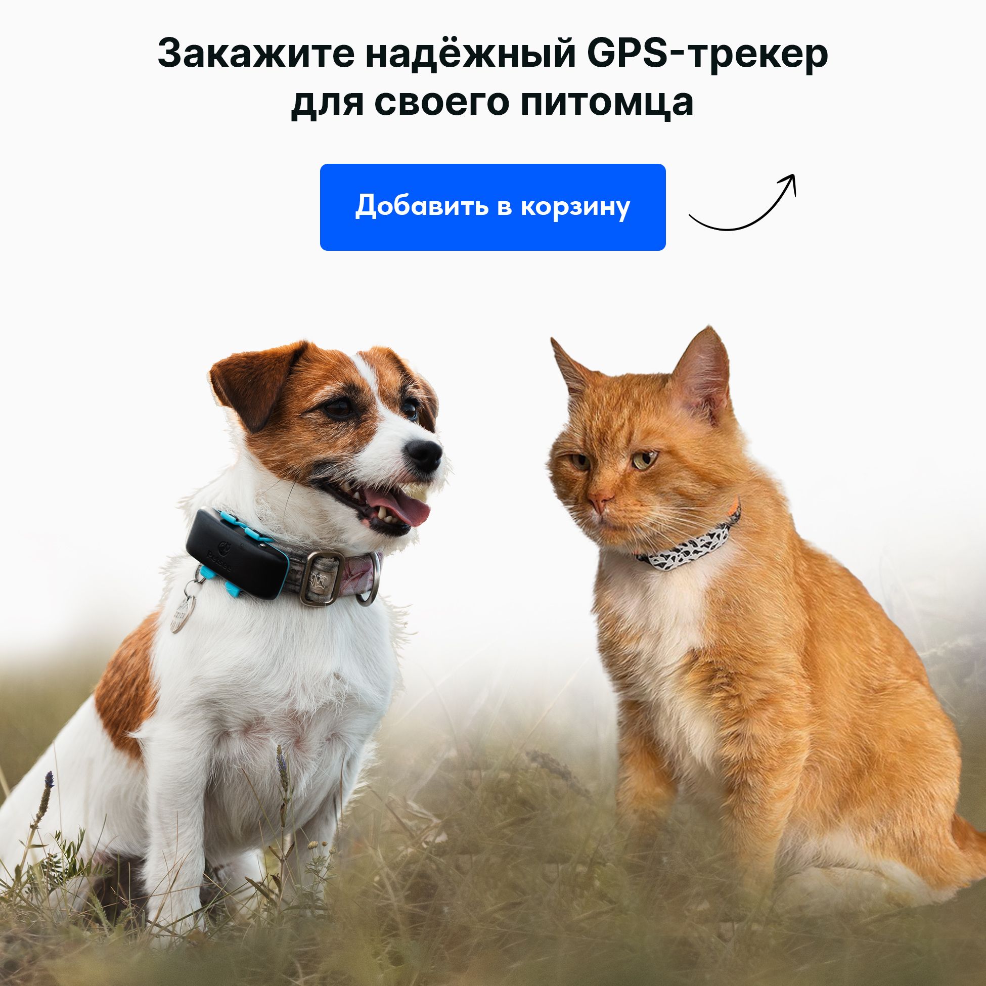 GPS-трекер для питомца Petsee ICaty, с Beidou, GPS, USB купить по ...