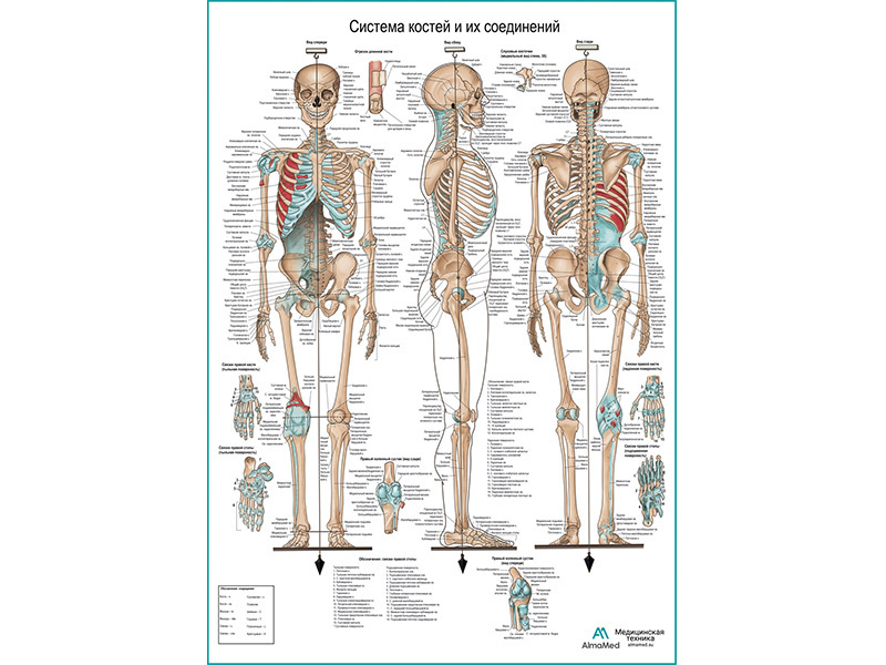 Система костей и их соединений (анатомия человека) плакат глянцевый А1+, плотная фотобумага от 200г/м2 #1