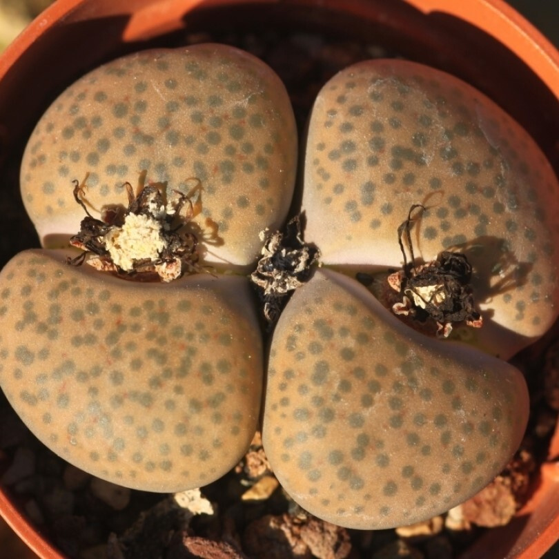 Суккулент Литопс Lithops fulviceps C-220 семена (10 ШТ) #1