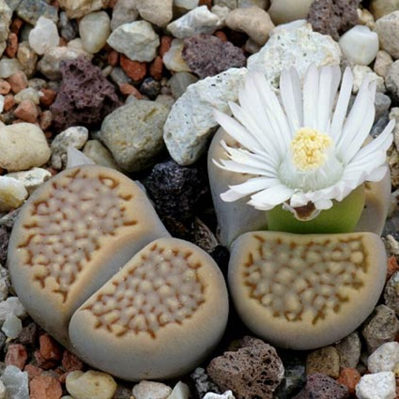 Суккулент Литопс Lithops hallii C-375 семена (10 ШТ) #1