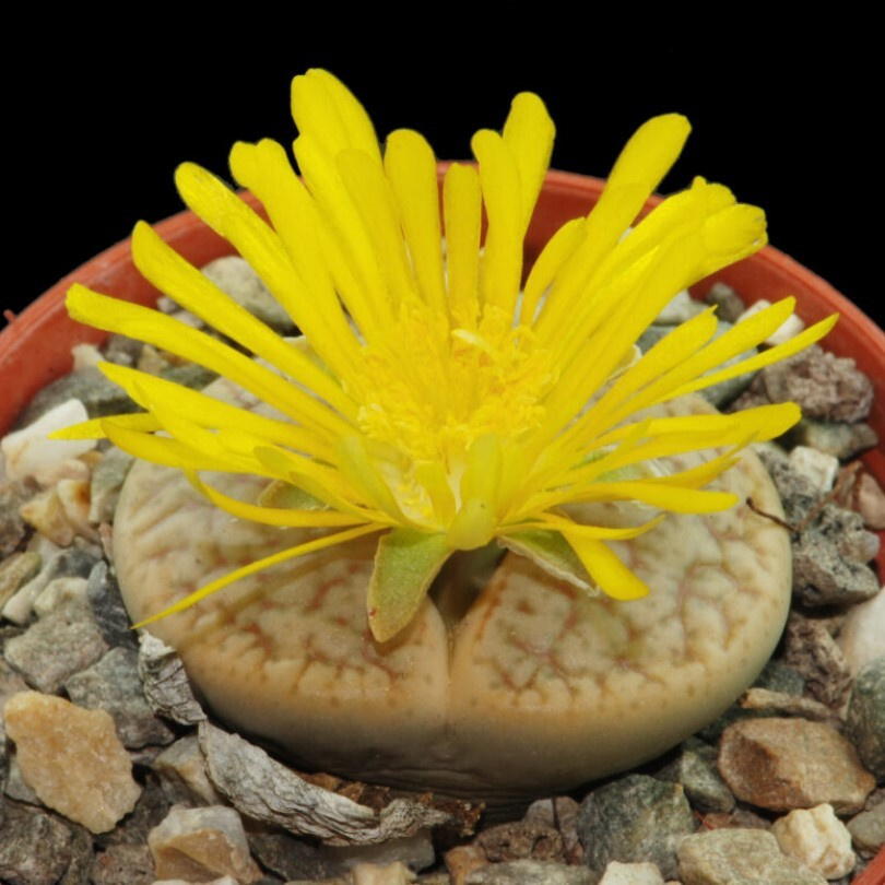 Суккулент Литопс Lithops pseudotruncatella C-100 семена (10 ШТ) #1