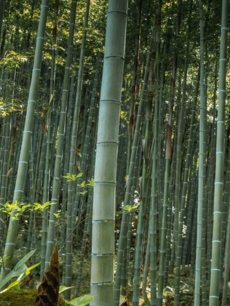 Семена Бамбук гигантский (Phyllostachys pubescens), 10 штук #1