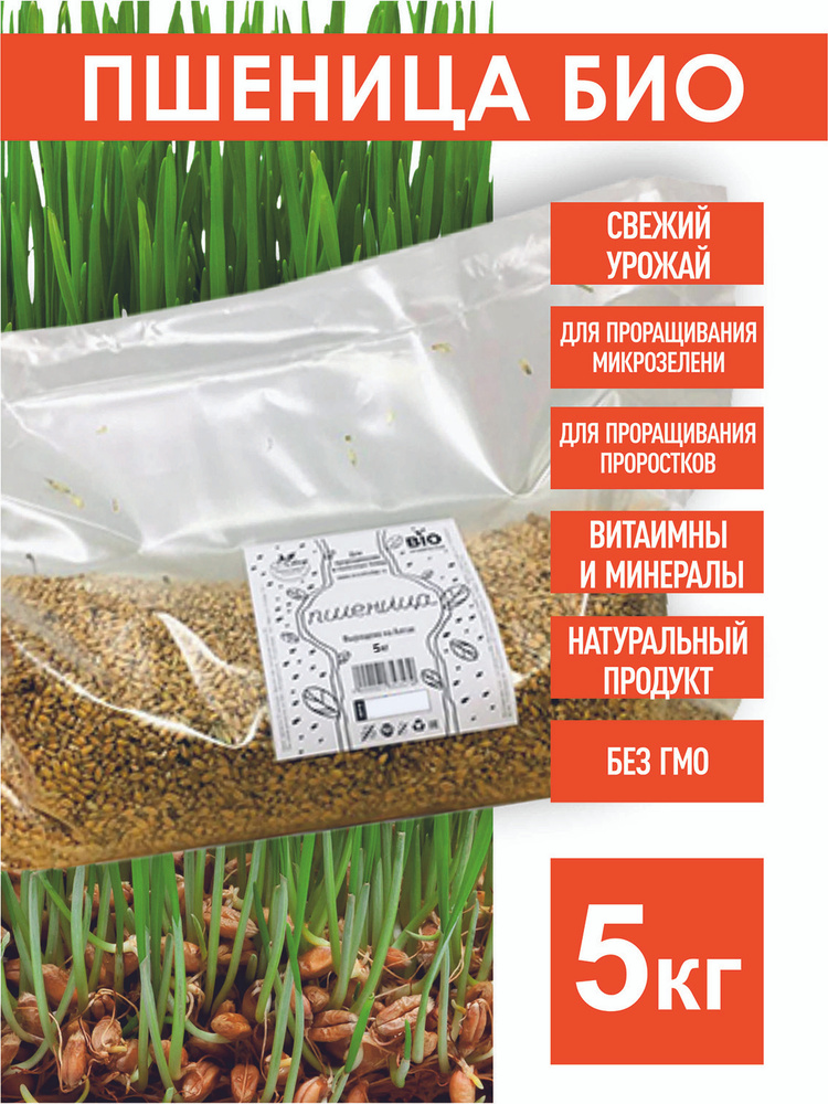 Пшеница Семена БИО для проращивания, 5 кг. #1