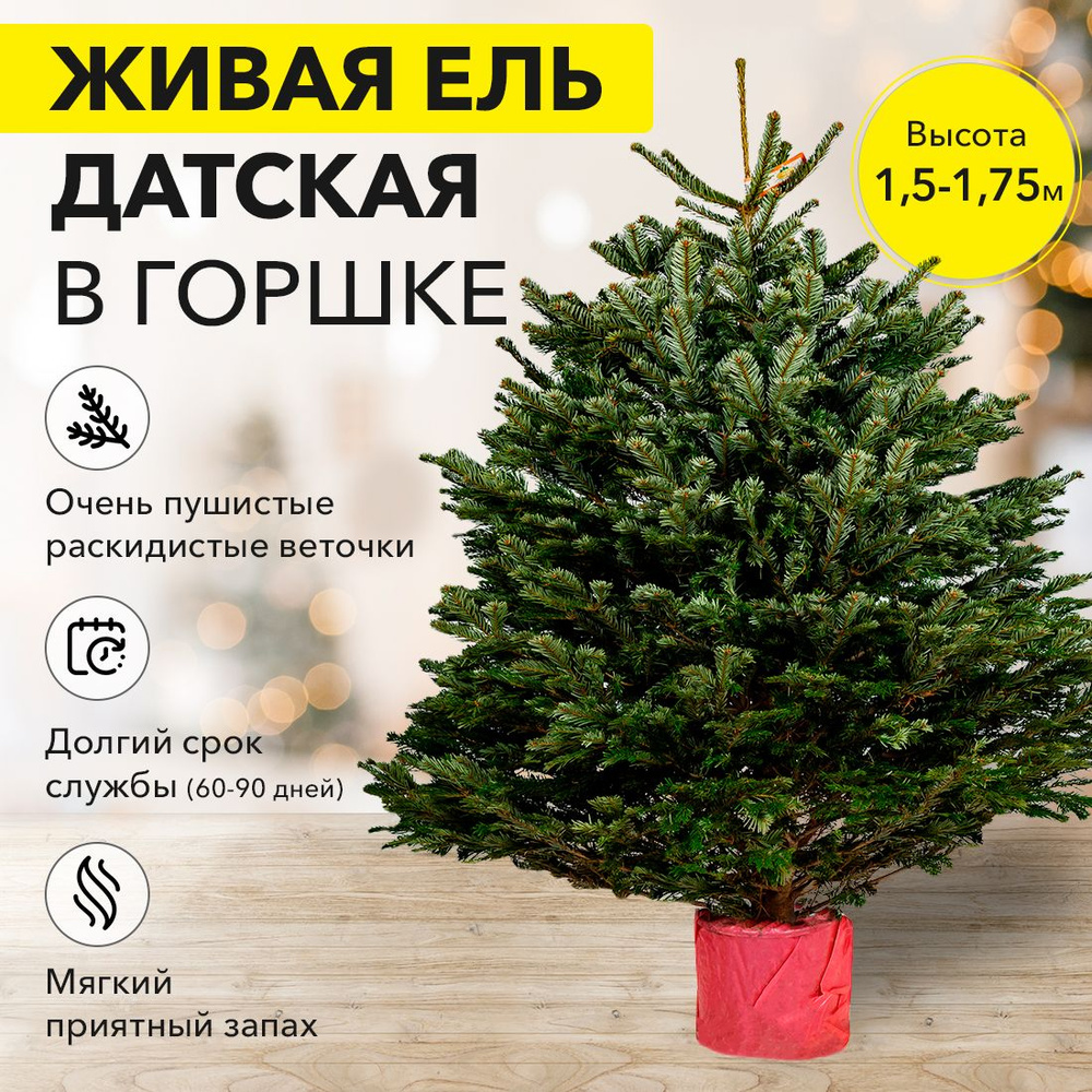 PREMIUM Новогодняя Пихта Нордмана в горшке (Датская елка) 1.5 - 1.75 м -  купить с доставкой по выгодным ценам в интернет-магазине OZON (402600350)