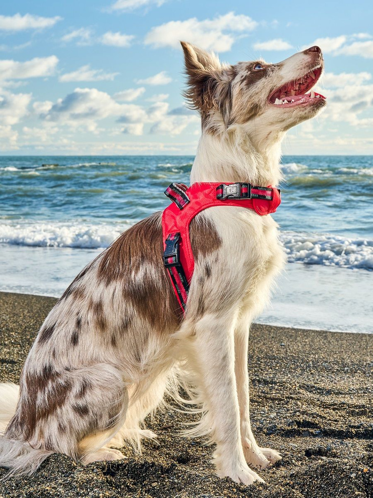 Шлейка для собак Japan Premium Pet / шлейка жилетка для собак средних пород с Балансером, цвет красный, #1