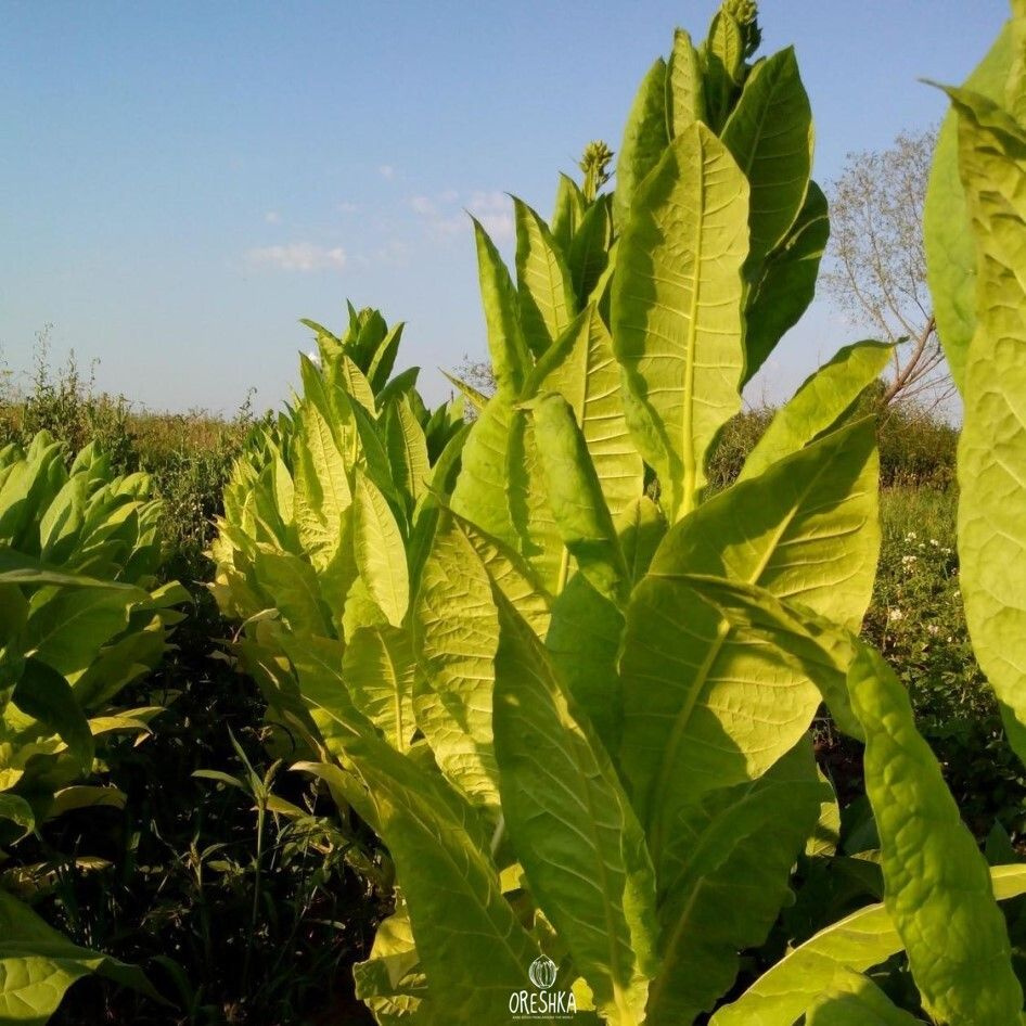 Сорт табака Nicotiana