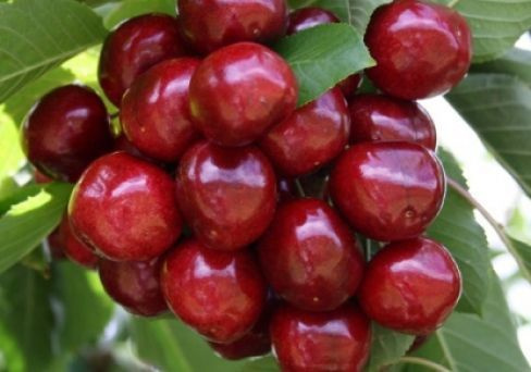 Черешня Хелена Саженец плодовых деревьев - купить с доставкой по выгоднымценам в интернет-магазине OZON (1148568990)