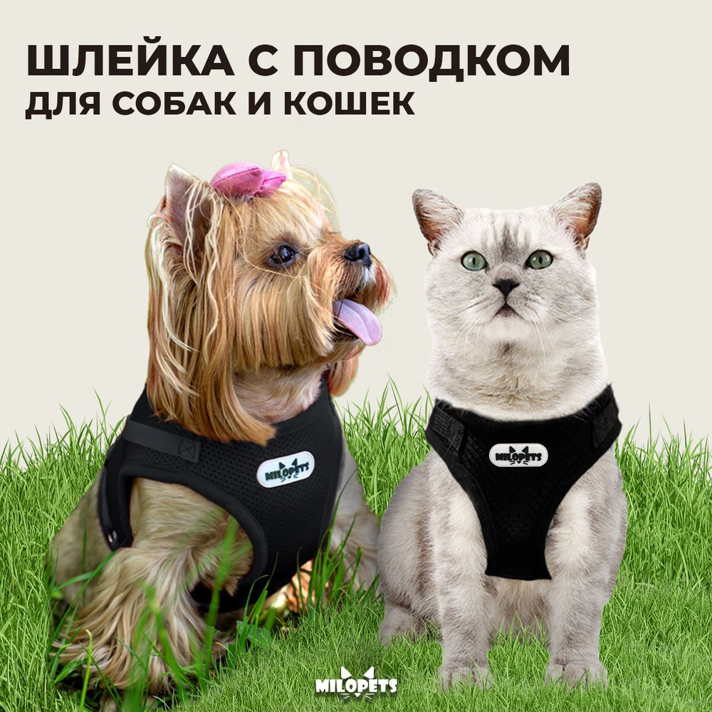 Шлейка для собак и кошек анатомическая MiloPets, с поводком 120 см, обхват  груди XS 24-28 см, цвет черный - купить с доставкой по выгодным ценам в  интернет-магазине OZON (355779781)