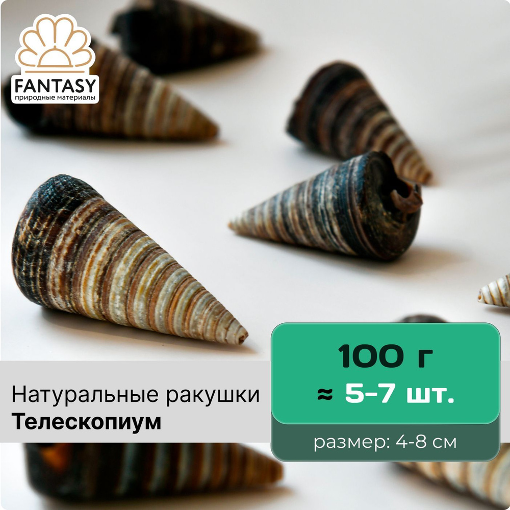 Натуральные ракушки FANTASY Телескопиум, размер - 4-8 см, отборные, набор  весом 100 г (5-7 шт.) - купить с доставкой по выгодным ценам в  интернет-магазине OZON (515791709)