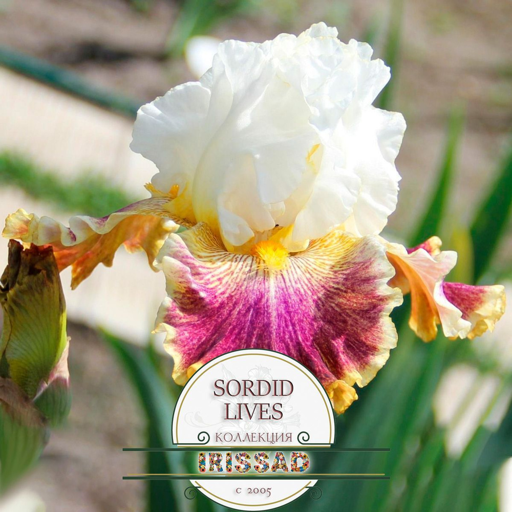 Ирис бородатый SORDID LIVES #1