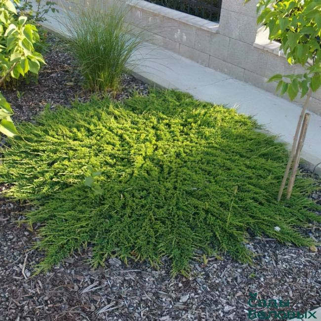 Можжевельник горизонтальный Принц Уэльский саженец купить на OZON по ...