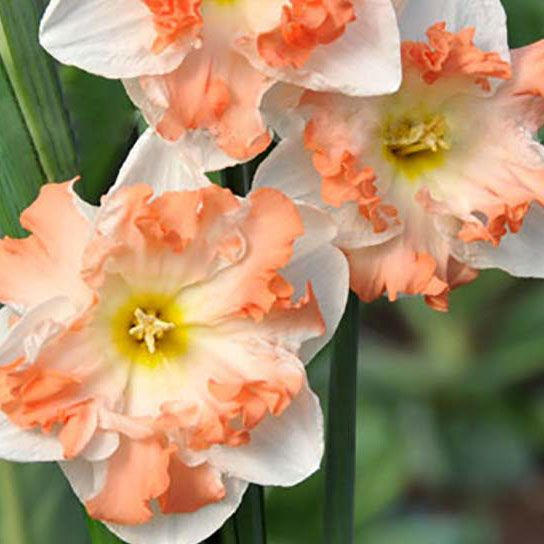 Луковицы Нарцисс Цветояр купить по выгодной цене в интернет-магазине ...