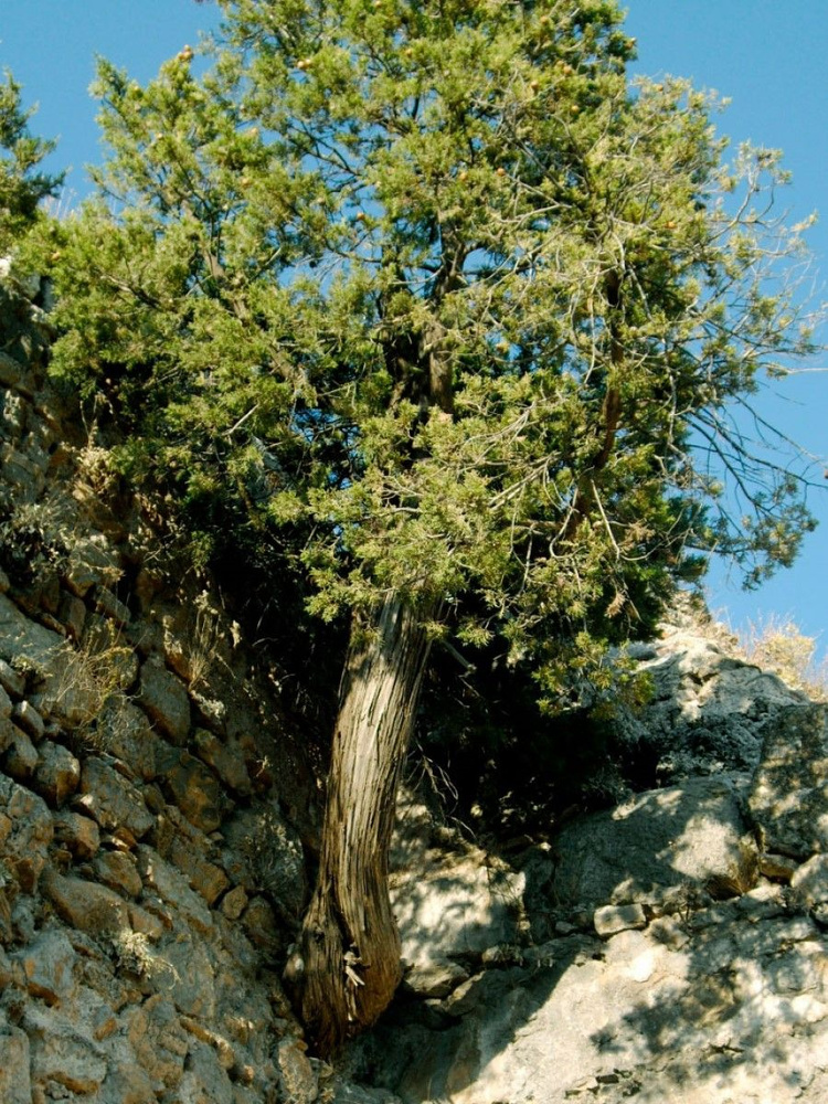 Семена Кипарис вечнозелёный (Cupressus sempervirens), 30 штук #1